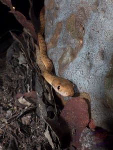 Brown Tree Snake from Mount Cootha