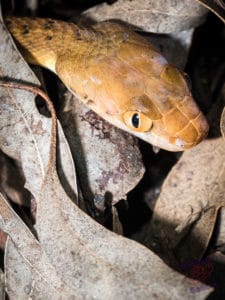 Brown Tree Snake from Mt Cootha