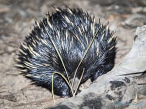 Echidna digging grass roots, looking for insects