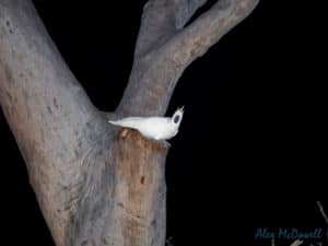Cockatoo in tree at night