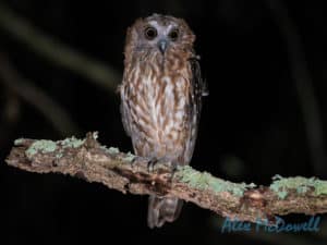 Barking Owl on Mount Cootha