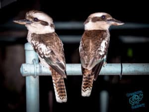 Two kookaburras on a park bench