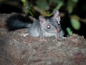 Phascogale on Mount Cootha