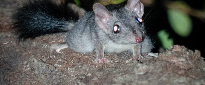 Phascogale on Mount Cootha