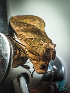 This moth looks exactly like a garden leaf
