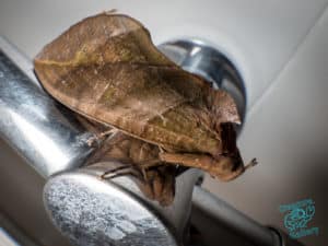 This moth looks exactly like a garden leaf