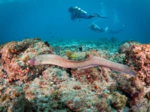 Moray Eel swimming
