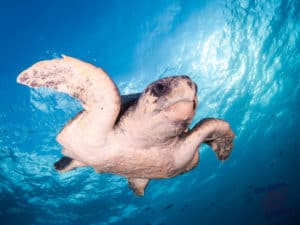 Turtle descending from the heavens