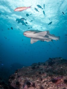 Leopard sharks swimming in water column