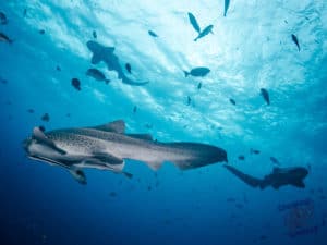 Leopard sharks at Byron Bay