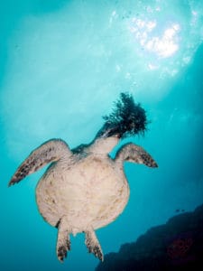 Turtle eating weed off rock