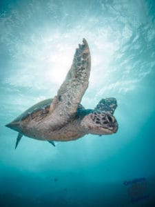 Turtle eating weed off rock