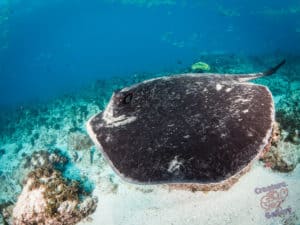 Bull ray swimming past at Byron Bay