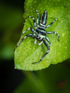 Striped jumping spider on leaf