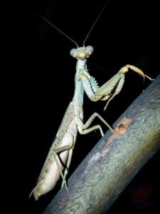 Praying Mantis on Mount Cootha