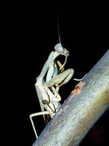 Praying mantis cleaning itself