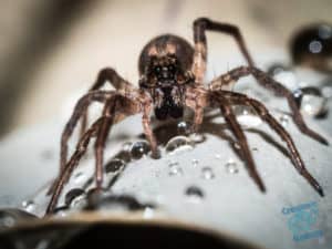 Wolf spider on white flower with raindrops