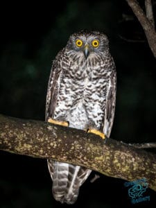 The Powerful Owl - eyeing off a 12 week old human...