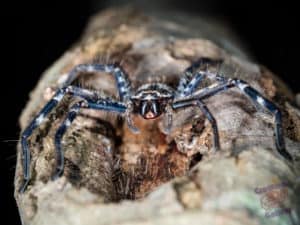 A huntsman spider sits on a tree on Mount Cootha. The fangs are clearly visible and ready for action.