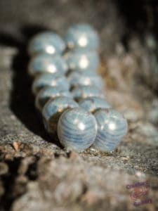 Insect eggs on Mount Cootha