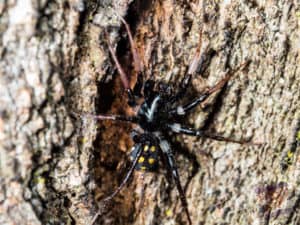 Black spider on Mount Cootha
