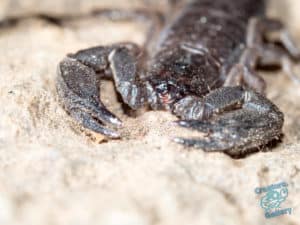 Scorpion crossing the pathway on Mount Cootha