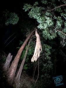 Tree trunk hanging over Mount Cootha pathway