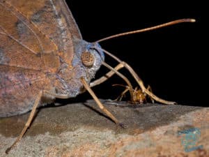 Moth and ant sharing some tree gum