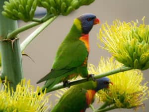 Lorikeet pair feasting on flowers