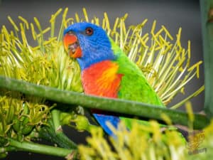 Lorikeet chirps a big hello