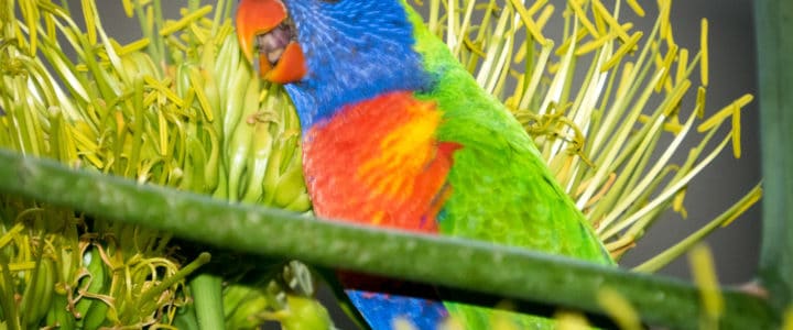 Lorikeet chirps a big hello