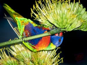 Lorikeet eating yukka flower