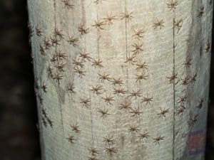 Hand railing covered in baby spiders