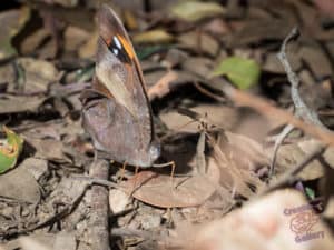 Moth that looks like a tree leaf on Mount Cootha