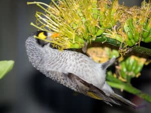 A bird is feasting on the flowers on an enormous Yukka stem