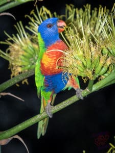 Lorikeet biting flower