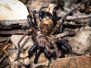 Huntsman spider murdering a hairy trapdoor spider