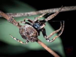 This is the Orb spider crossing its web