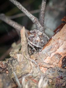 This is the Golden Orb spider once it has hidden in the tree branches