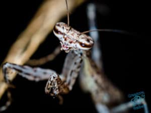 Praying mantis wandering around at night time