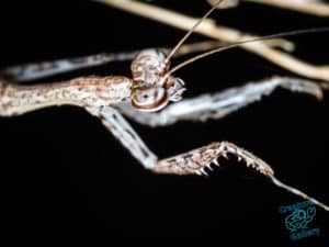 Praying mantis stretching between branches on Mt Cootha