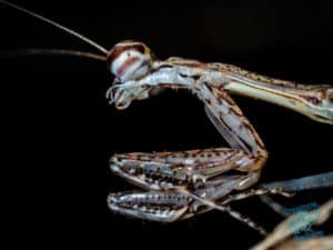 Praying Mantis on Mount Cootha