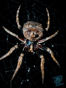 Garden Orb spider with bark-coloured back camonflage