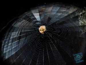 Garden Orb spider curled into ball on web