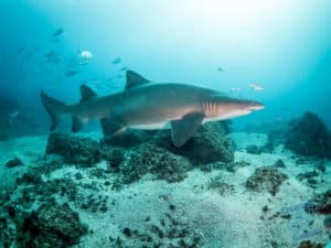 Grey Nurse Shark at Byron Bay