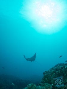 Eagle ray swims past at Byron Bay