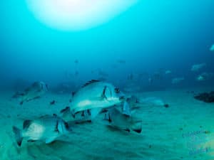 Snapper off in the land of the giants