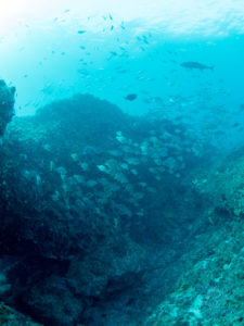 Fish in Cod Hole