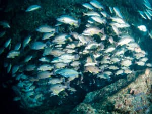 Fish in Cod Hole