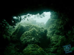 Cod Hole, Julian Rocks